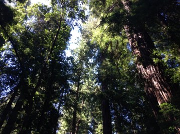 redwoods